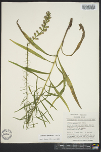 Liatris spicata image