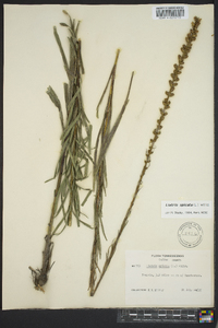 Liatris spicata image