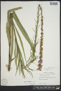 Liatris spicata image