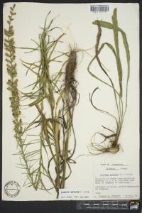 Liatris spicata image