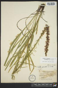 Liatris spicata image