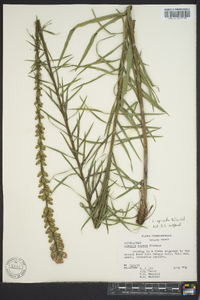 Liatris spicata image