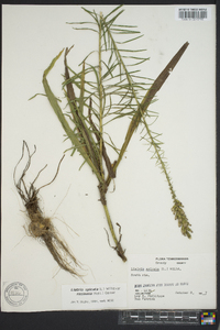 Liatris spicata image