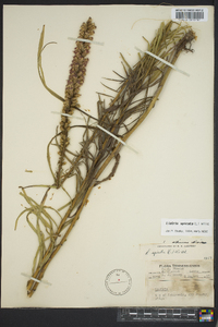 Liatris spicata image