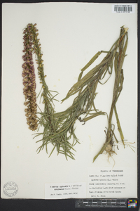 Liatris spicata image