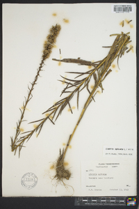 Liatris spicata image