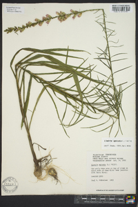 Liatris spicata image