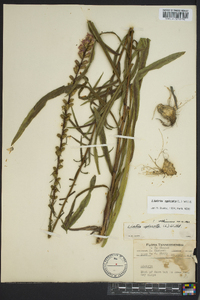 Liatris spicata image