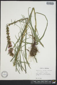 Liatris spicata image