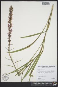 Liatris spicata image