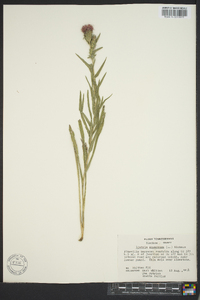 Liatris squarrosa image