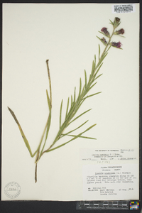 Liatris squarrosa image