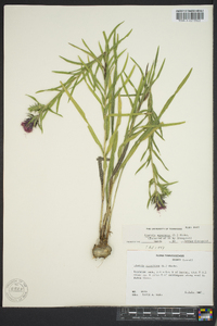 Liatris squarrosa image