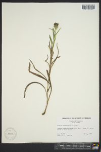 Liatris squarrosa image