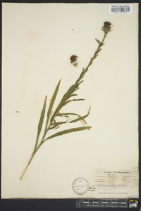 Liatris squarrosa image