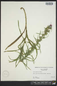 Liatris squarrosa image