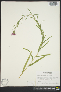 Liatris squarrosa image