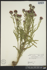 Liatris squarrosa image