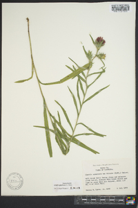 Liatris squarrosa image