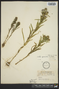 Liatris squarrosa image