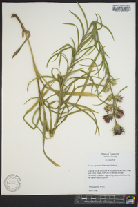 Liatris squarrosa image