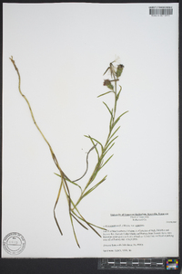 Liatris squarrosa image