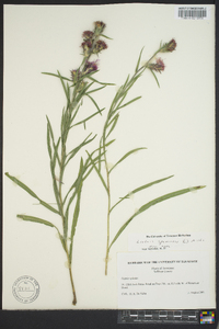 Liatris squarrosa image