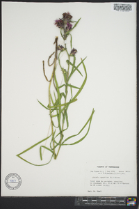 Liatris squarrosa image