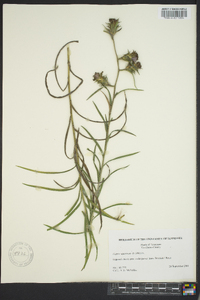 Liatris squarrosa image