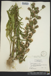 Liatris squarrulosa image