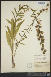 Liatris squarrulosa image