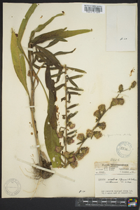 Liatris squarrulosa image