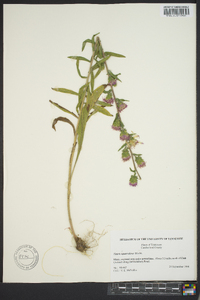 Liatris squarrulosa image