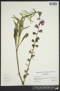 Liatris squarrulosa image