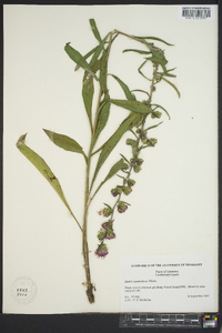 Liatris squarrulosa image