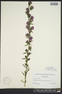 Liatris squarrulosa image