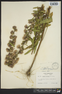 Liatris squarrulosa image