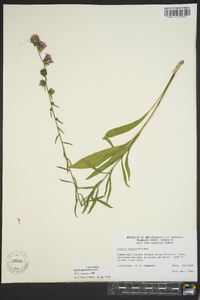 Liatris squarrulosa image