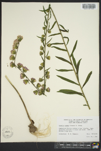 Liatris squarrulosa image