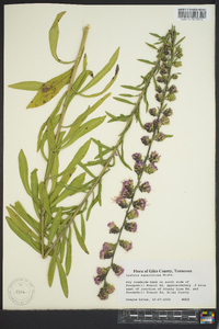 Liatris squarrulosa image