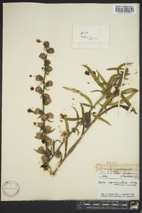 Liatris squarrulosa image