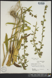 Liatris squarrulosa image