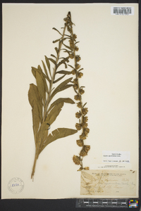 Liatris squarrulosa image