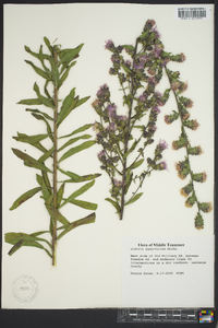 Liatris squarrulosa image