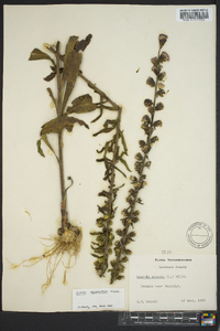 Liatris squarrulosa image