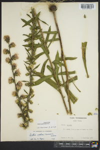 Liatris squarrulosa image