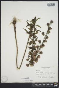 Liatris squarrosa image