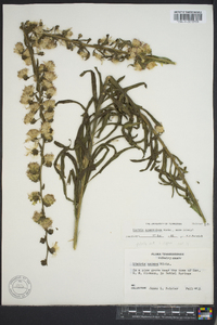 Liatris squarrosa image