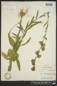 Liatris squarrosa image