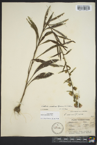 Liatris squarrosa image